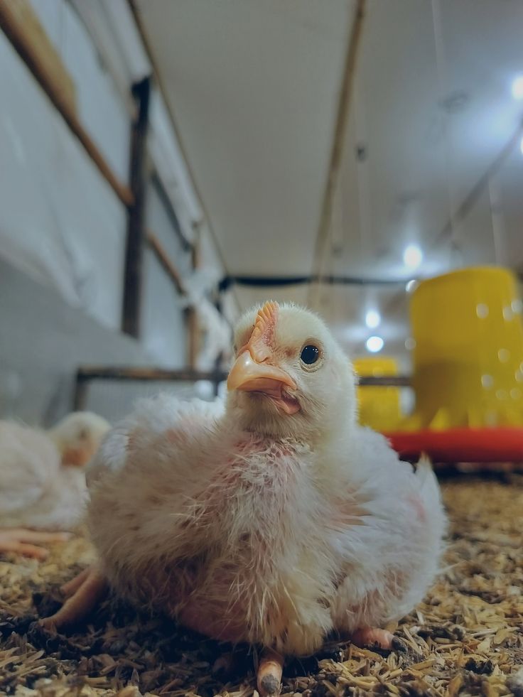 A young chick on the brooder bedding