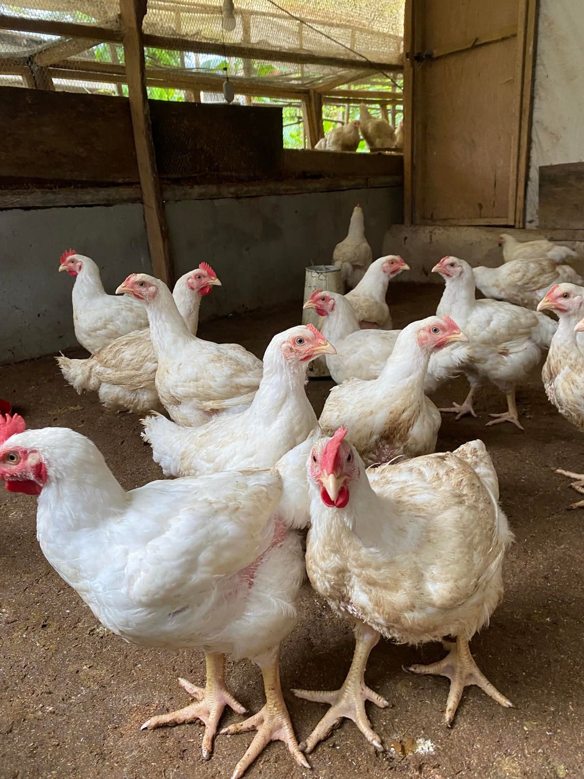 White broilers in a poultry house at Marali Enterprise Farms, Balo-i