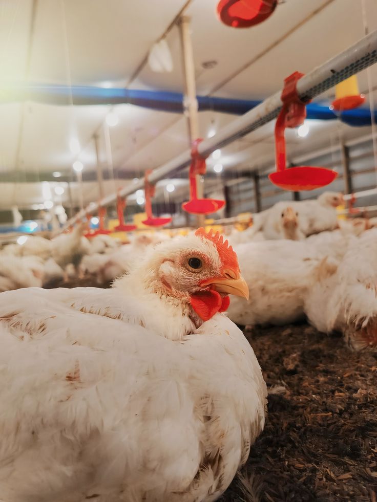 A broiler hen in the Marali Farm poultry house