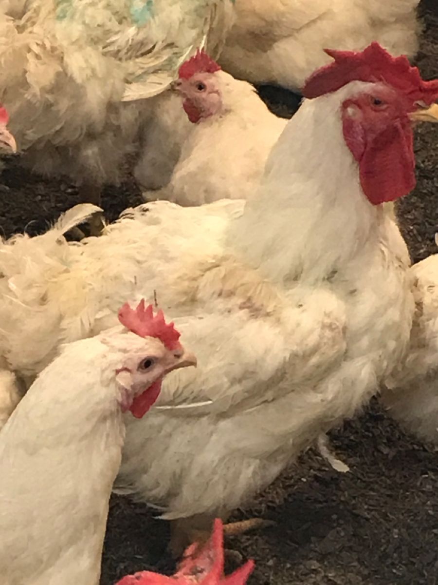 Broiler chickens in the Marali Farm house at Balo-i
